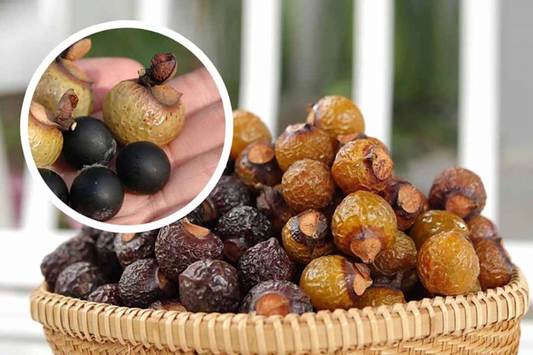 Công dụng của bồ hòn